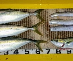 火遠理丸（ほおりまる） 釣果