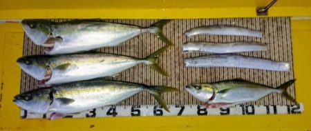 火遠理丸（ほおりまる） 釣果