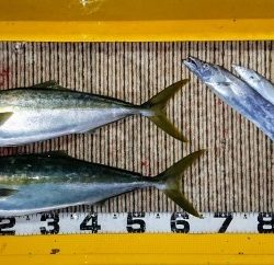 火遠理丸（ほおりまる） 釣果