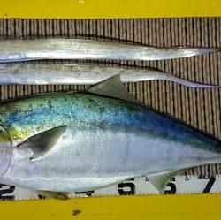 火遠理丸（ほおりまる） 釣果