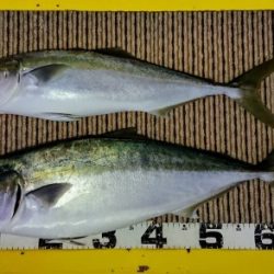 火遠理丸（ほおりまる） 釣果