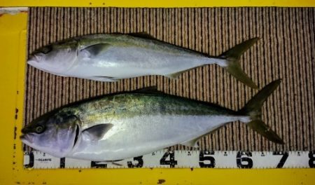 火遠理丸（ほおりまる） 釣果