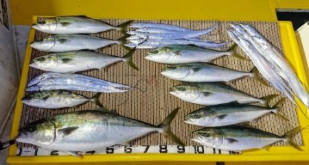 火遠理丸（ほおりまる） 釣果