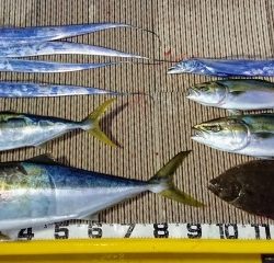 火遠理丸（ほおりまる） 釣果