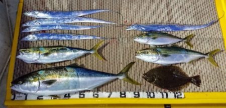 火遠理丸（ほおりまる） 釣果