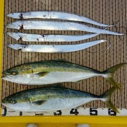 火遠理丸（ほおりまる） 釣果