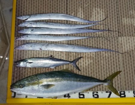 火遠理丸（ほおりまる） 釣果