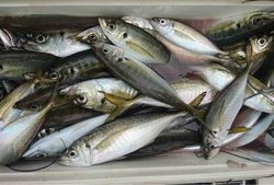 久里浜黒川本家 釣果