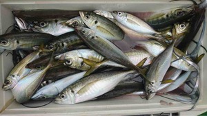 久里浜黒川本家 釣果