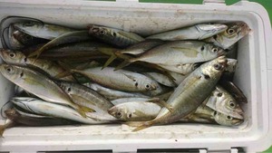 久里浜黒川本家 釣果