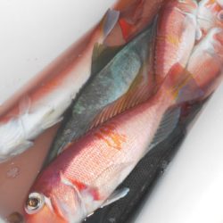 こうゆう丸 釣果