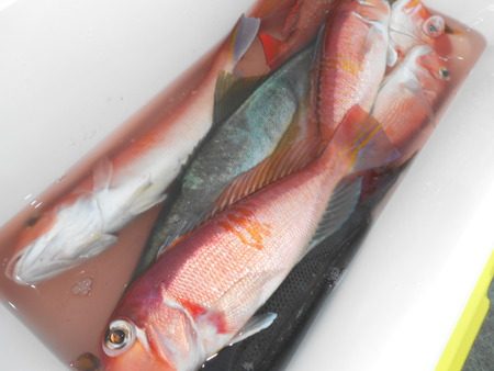 こうゆう丸 釣果