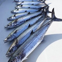 めだか屋 釣果