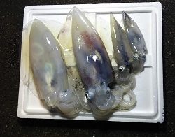 利八丸 釣果