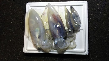 利八丸 釣果