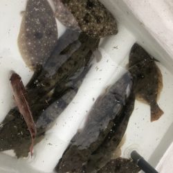 Magic(マジック) 釣果