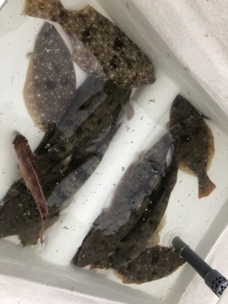 Magic(マジック) 釣果