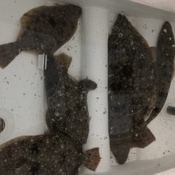 Magic（マジック） 釣果