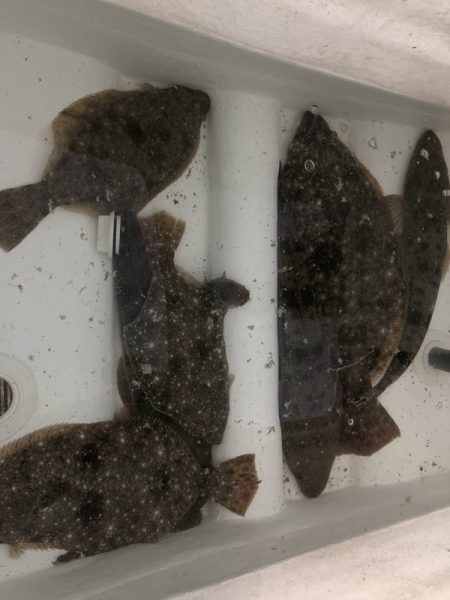 Magic（マジック） 釣果