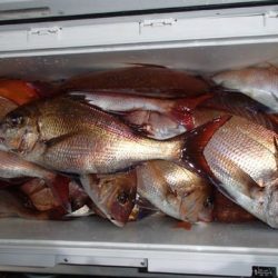 第二むつ漁丸 釣果