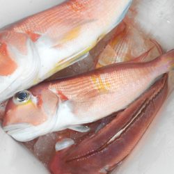 こうゆう丸 釣果