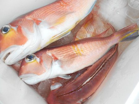 こうゆう丸 釣果