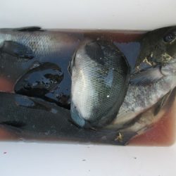 濱田渡船 釣果