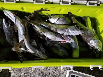しまや丸 釣果