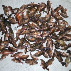 TOPGUN名古屋 釣果