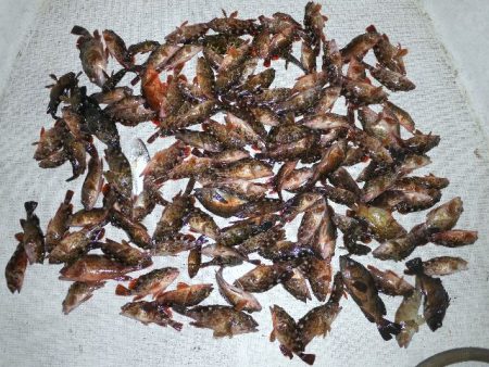 TOPGUN名古屋 釣果