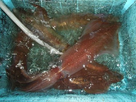 第二むつ漁丸 釣果