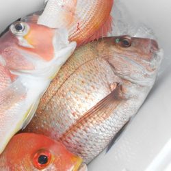 こうゆう丸 釣果