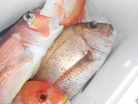 こうゆう丸 釣果