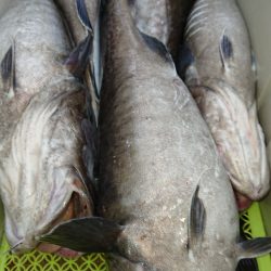魁皇 釣果