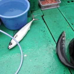 第三むつりょう丸 釣果