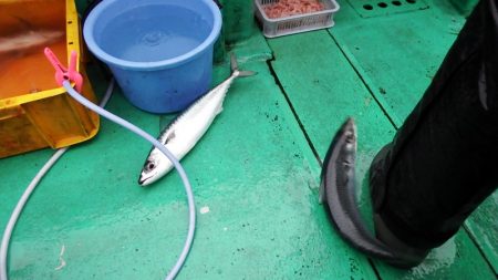 第三むつりょう丸 釣果