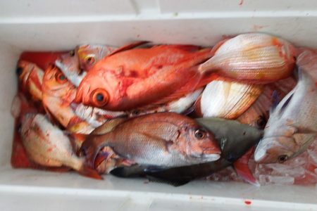 第三むつりょう丸 釣果