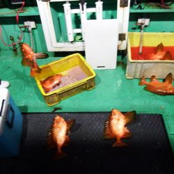 第三むつりょう丸 釣果