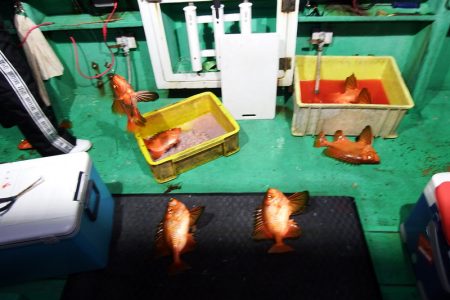 第三むつりょう丸 釣果