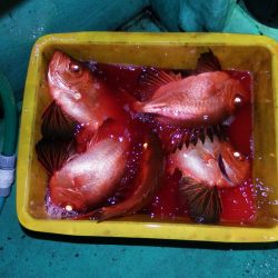 第三むつりょう丸 釣果