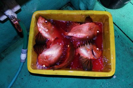 第三むつりょう丸 釣果