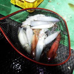 第三むつりょう丸 釣果