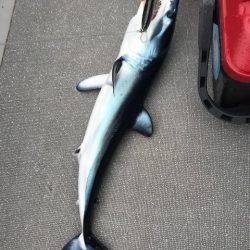 へいみつ丸 釣果