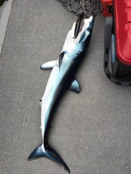 へいみつ丸 釣果