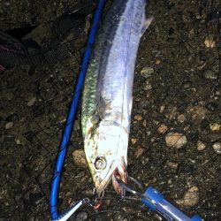 マキッパのブレードがサゴシを引き寄せる◎メガバス（Megabass）マキッパ インプレッション