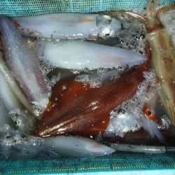 第二むつ漁丸 釣果