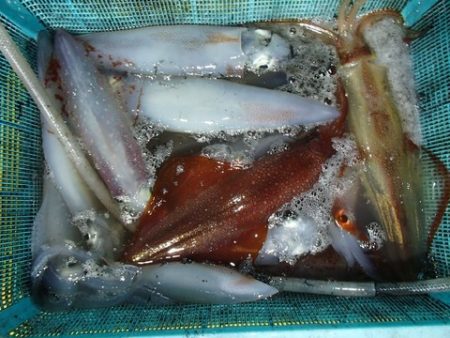 第二むつ漁丸 釣果