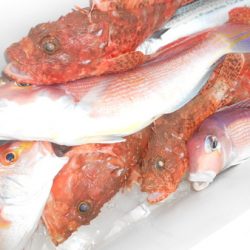 こうゆう丸 釣果