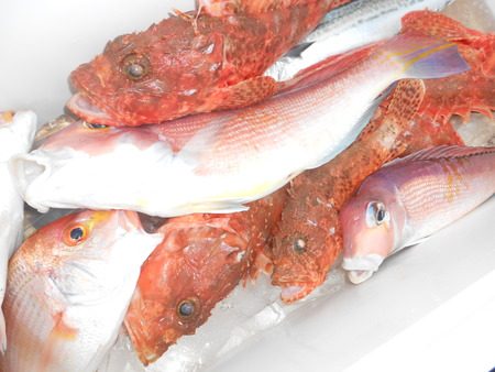 こうゆう丸 釣果