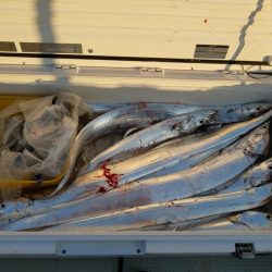 遊漁船　ニライカナイ 釣果